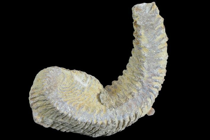 Cretaceous Fossil Oyster (Rastellum) - Madagascar #177651